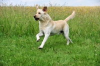 Picture of cream Labrador Retriever running