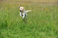 Picture of cream Labrador Retriever running free in field