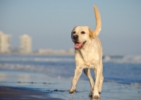 Picture of cream Labrador Retriever running on beach