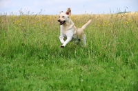Picture of cream Labrador Retriever running in field