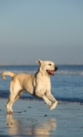 Picture of cream Labrador Retriever running on beach