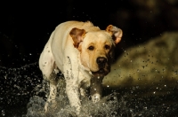Picture of cream Labrador Retriever running in water
