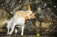 Picture of cream Labrador Retriever shaking out