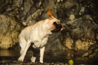 Picture of cream Labrador Retriever shaking