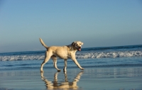 Picture of cream Labrador Retriever, side view near sea