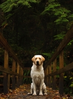 Picture of cream Labrador Retriever sitting on bridge