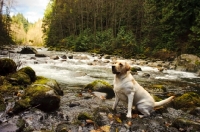 Picture of cream Labrador Retriever sitting near river