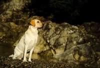 Picture of cream Labrador Retriever sitting near rocks