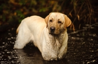 Picture of cream Labrador Retriever standing in murky water
