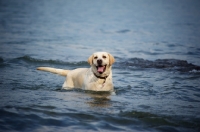 Picture of cream labrador retriever standing and smiling in a lake