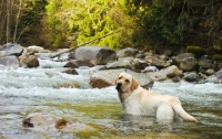 Picture of cream Labrador Retriever standing in river