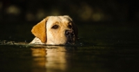 Picture of cream Labrador Retriever swimming