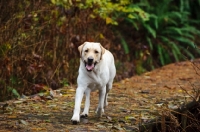 Picture of cream Labrador Retriever walking on path