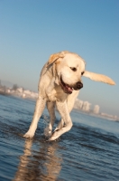 Picture of cream Labrador Retriever walking at the seaside