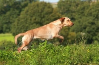 Picture of cream Labrador Retriever walking