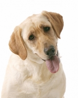 Picture of cream Labrador Retriever with tongue out