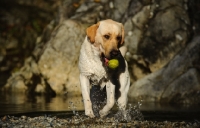 Picture of cream Labrador Retriever with ball
