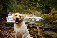 Picture of cream Labrador Retriever