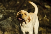 Picture of cream Labrador Retriever