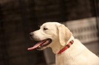 Picture of cream Labrador Retriever