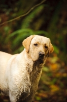 Picture of cream Labrador Retriever