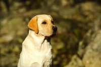 Picture of cream Labrador Retriever