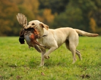 Picture of cream Labrador retrieving Pheasant