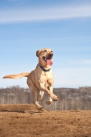 Picture of cream Labrador running