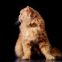 Picture of cream long hair cat