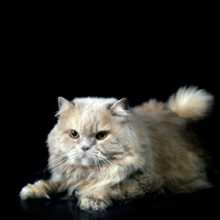 Picture of cream longhair cat feeling cross