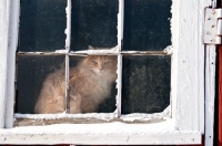 Picture of cream longhair cat looking out of snow covered barn window