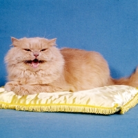 Picture of cream longhaired cat looking evil on cushion