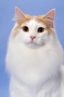 Picture of Cream Mackerel Tabby & White Norwegian Forest Cat
