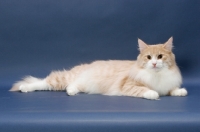 Picture of Cream Mackerel Tabby & White Norwegian Forest cat