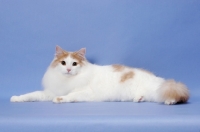 Picture of Cream Mackerel Tabby & White Norwegian Forest Cat
