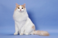 Picture of Cream Mackerel Tabby & White Norwegian Forest Cat
