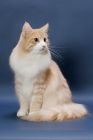 Picture of Cream Mackerel Tabby & White Norwegian Forest cat sitting down