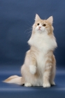 Picture of Cream Mackerel Tabby & White Norwegian Forest cat