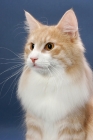 Picture of Cream Mackerel Tabby & White Norwegian Forest cat