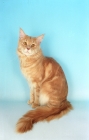 Picture of cream maine coon cat