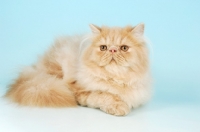 Picture of cream persian cat, lying down
