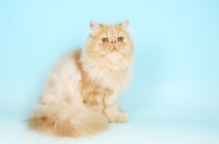 Picture of cream persian cat, sitting down on blue background