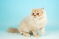 Picture of cream Persian