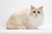Picture of Cream Point Bi-Color Ragdoll cat, crouching