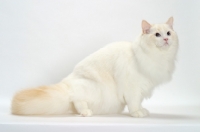 Picture of Cream Point Bi-Color Ragdoll cat side view