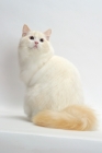 Picture of Cream Point Bi-Color Ragdoll cat turning 