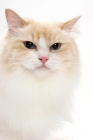 Picture of Cream Point Bi-Color Ragdoll cat, head