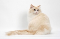 Picture of Cream Point Bi-Color Ragdoll cat, sitting down