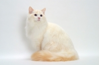 Picture of Cream Point Bi-Color Ragdoll cat sitting down