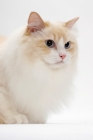 Picture of Cream Point Bi-Color Ragdoll cat, portrait